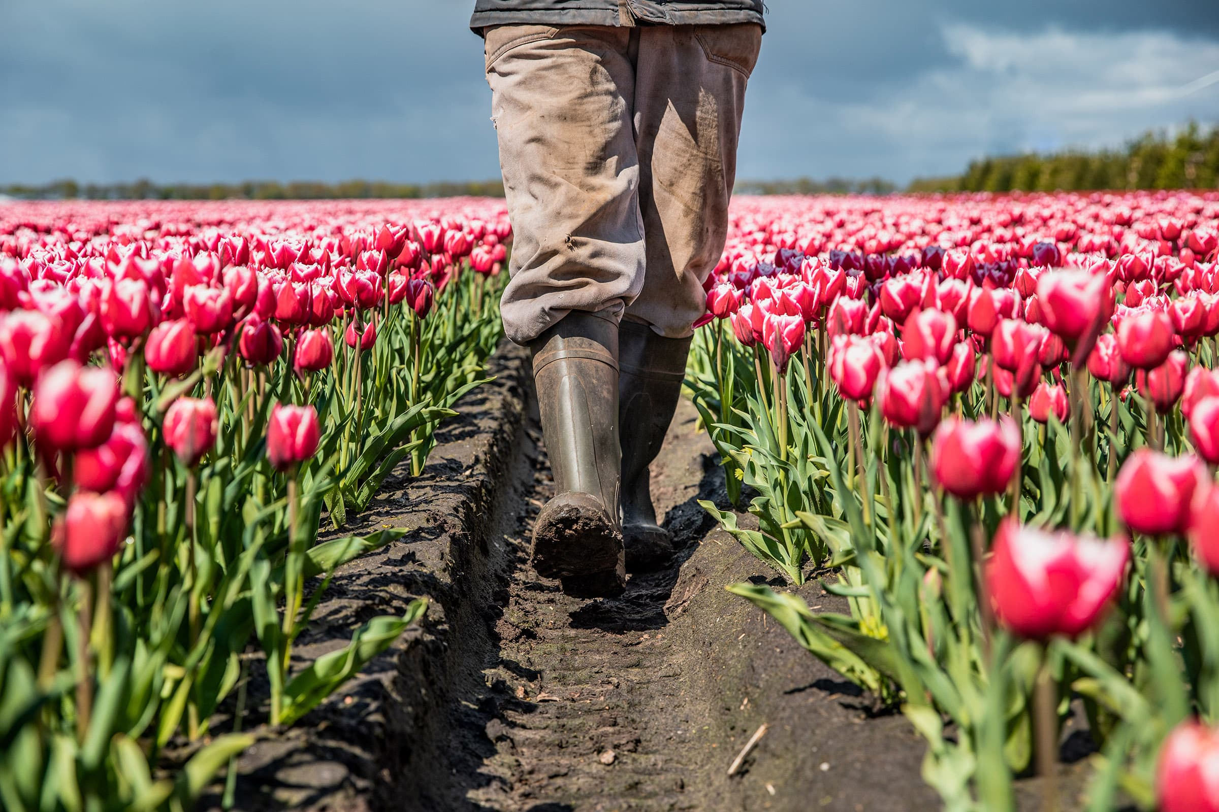 Bedrijfsreportage Landbouw Drenthe